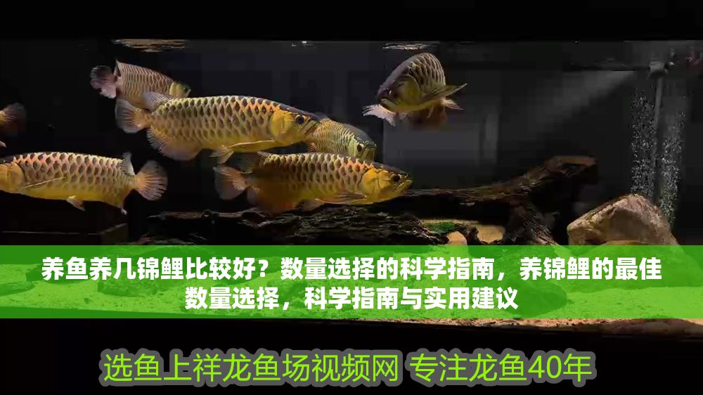 養魚養幾錦鯉比較好？數量選擇的科學指南，養錦鯉的最佳數量選擇，科學指南與實用建議