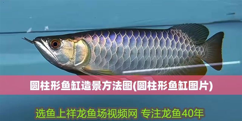 圓柱形魚缸造景方法圖(圓柱形魚缸圖片) 圓柱形魚缸造景方法圖(圓柱形魚缸圖片) 元寶鳳凰魚百科 第1張