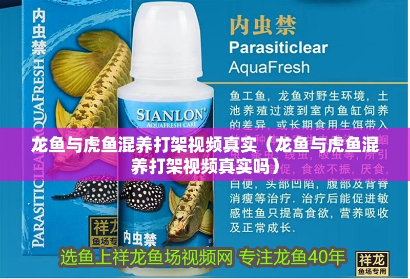 龍魚與虎魚混養打架視頻真實（龍魚與虎魚混養打架視頻真實嗎） 龍魚與虎魚混養打架視頻真實（龍魚與虎魚混養打架視頻真實嗎） 虎魚百科