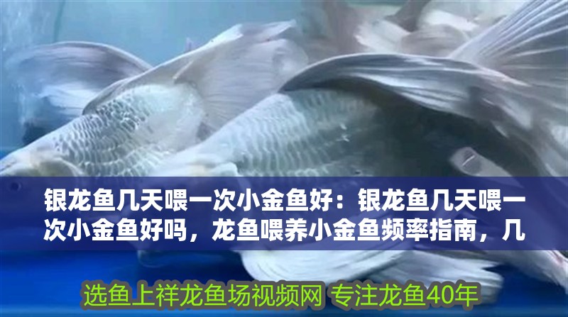 銀龍魚幾天喂一次小金魚好：銀龍魚幾天喂一次小金魚好嗎，龍魚喂養(yǎng)小金魚頻率指南，幾天投喂一次更