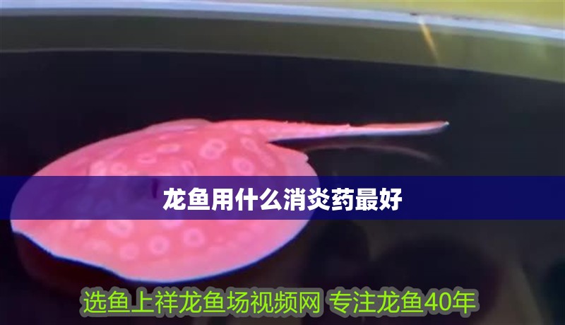 龍魚用什么消炎藥最好 龍魚用什么消炎藥最好 龍魚百科