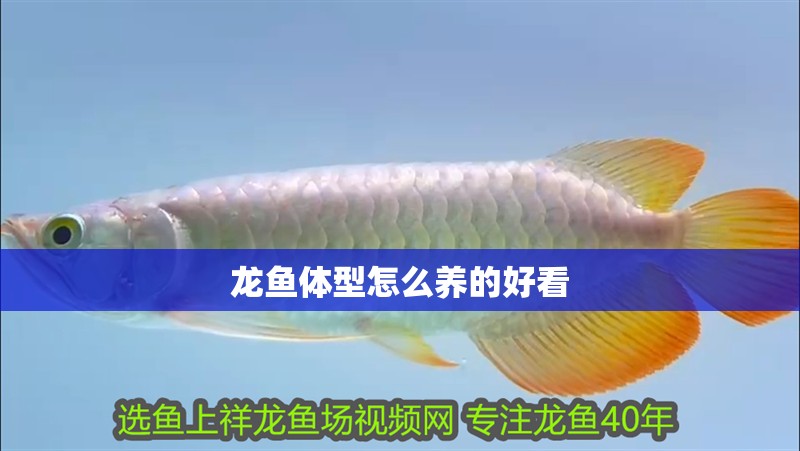 龍魚體型怎么養(yǎng)的好看 龍魚體型怎么養(yǎng)的好看 龍魚百科