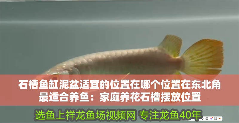 石槽魚缸泥盆適宜的位置在哪個位置在東北角最適合養魚：家庭養花石槽擺放位置