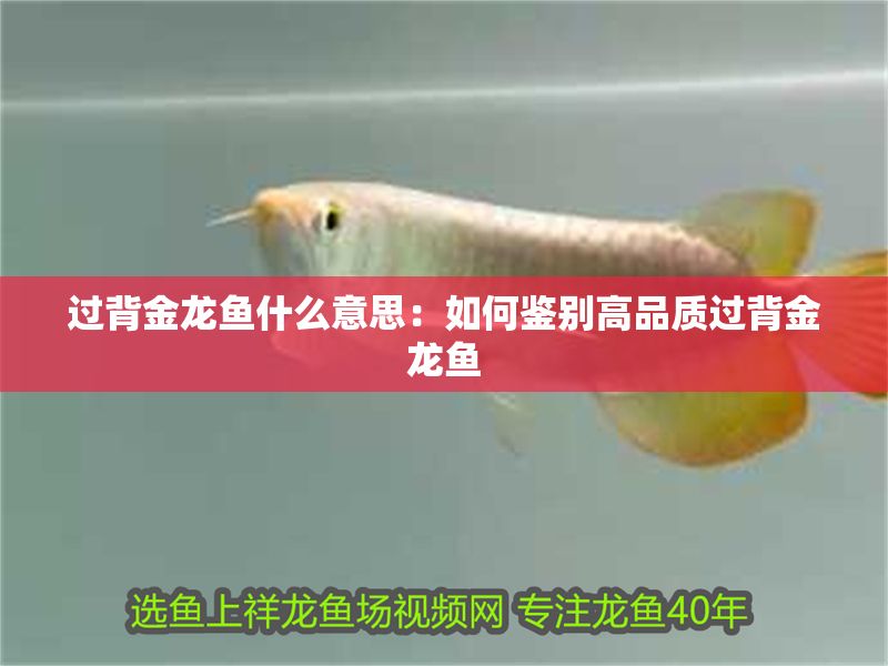 過背金龍魚什么意思：如何鑒別高品質過背金龍魚
