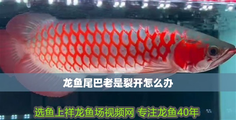 龍魚尾巴老是裂開怎么辦