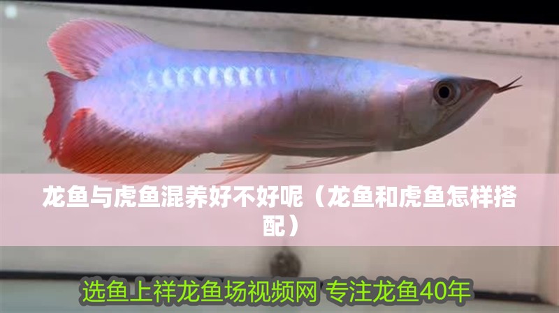 龍魚與虎魚混養好不好呢（龍魚和虎魚怎樣搭配）