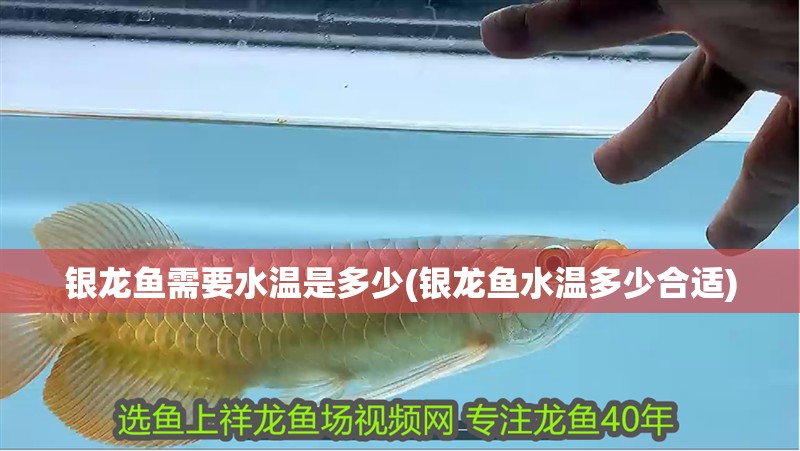 銀龍魚需要水溫是多少(銀龍魚水溫多少合適)