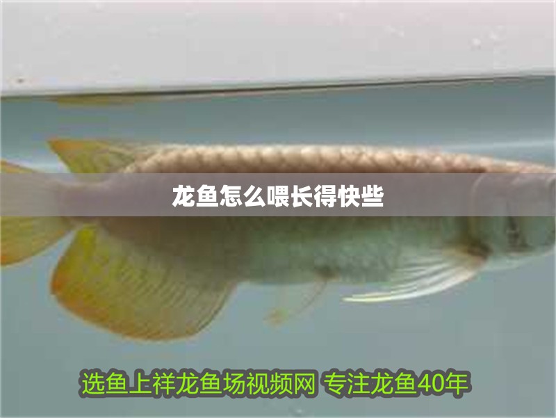 龍魚怎么喂長得快些
