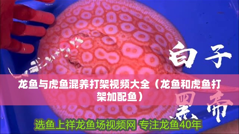 龍魚與虎魚混養(yǎng)打架視頻大全（龍魚和虎魚打架加配魚）