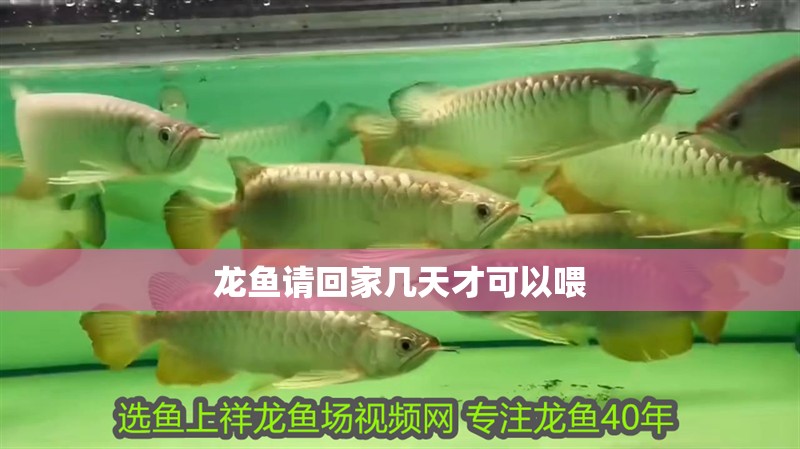 龍魚請回家幾天才可以喂