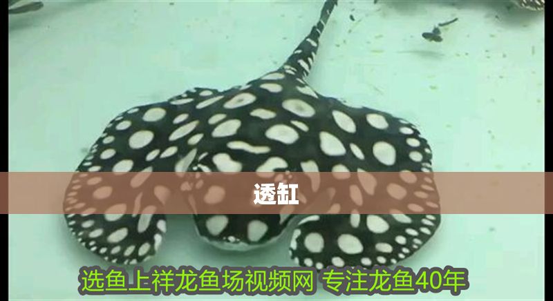 透缸 透缸 錦鯉魚百科 第2張