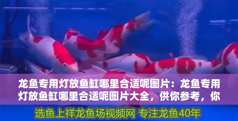 龍魚專用燈放魚缸哪里合適呢圖片：龍魚專用燈放魚缸哪里合適呢圖片大全，供你參考，你可以根據(jù)具體需求進行選擇，，龍魚專用燈在魚缸中的最佳擺放位置圖鑒，揭秘！龍魚專用燈放魚缸何處最合適（附圖片大全），龍魚專用燈魚缸