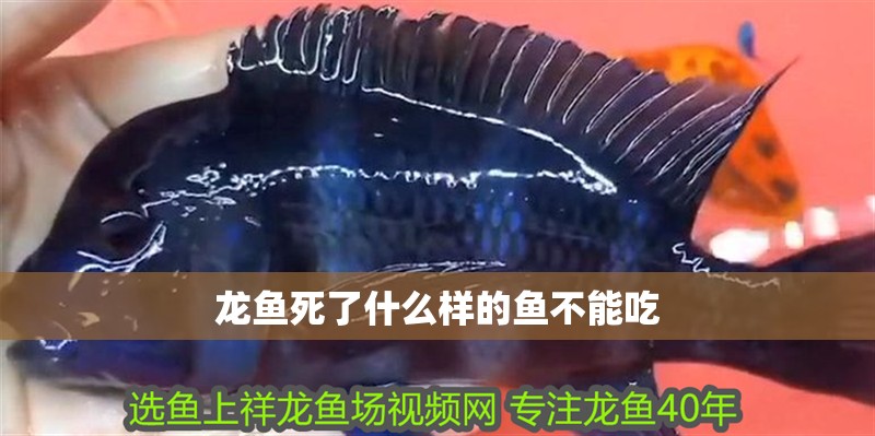龍魚死了什么樣的魚不能吃