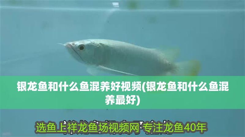 銀龍魚和什么魚混養好視頻(銀龍魚和什么魚混養最好)
