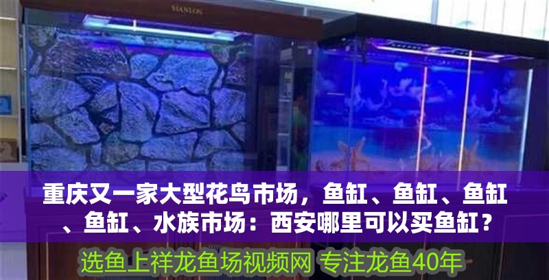 重慶又一家大型花鳥市場，魚缸、魚缸、魚缸、魚缸、水族市場：西安哪里可以買魚缸？ 重慶又一家大型花鳥市場，魚缸、魚缸、魚缸、魚缸、水族市場：西安哪里可以買魚缸？ 魚缸百科