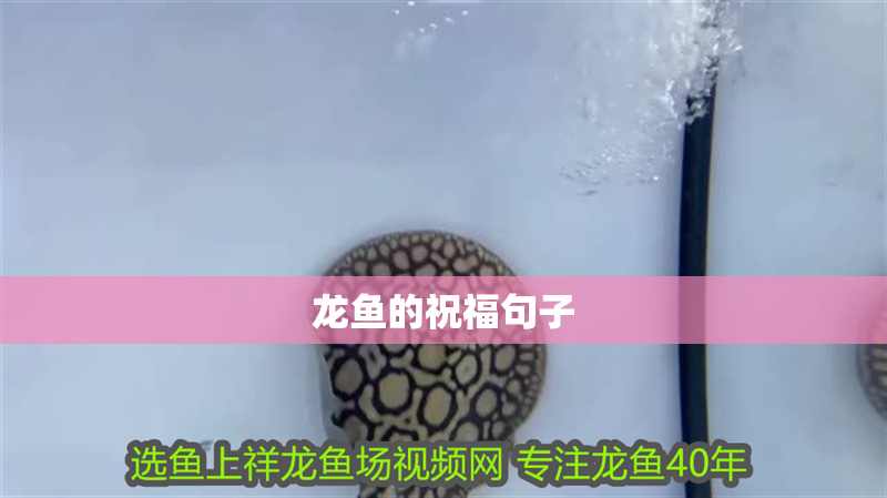 龍魚(yú)的祝福句子