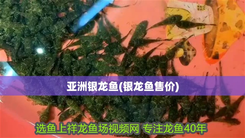 亞洲銀龍魚(銀龍魚售價) 亞洲銀龍魚(銀龍魚售價) 銀龍魚百科