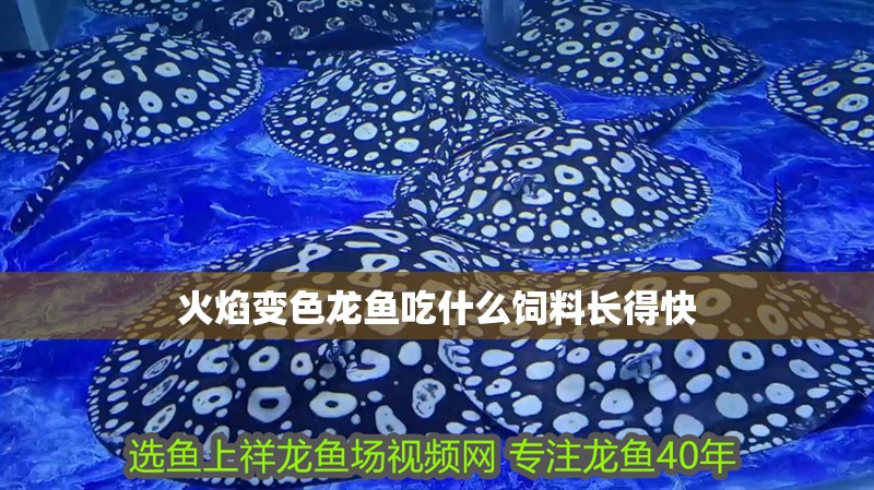 火焰變色龍魚吃什么飼料長(zhǎng)得快