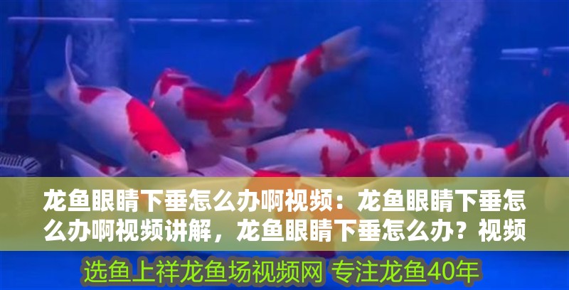 龍魚眼睛下垂怎么辦啊視頻：龍魚眼睛下垂怎么辦啊視頻講解，龍魚眼睛下垂怎么辦？視頻詳細(xì)講解