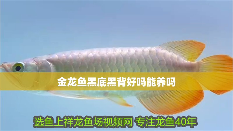金龍魚黑底黑背好嗎能養嗎