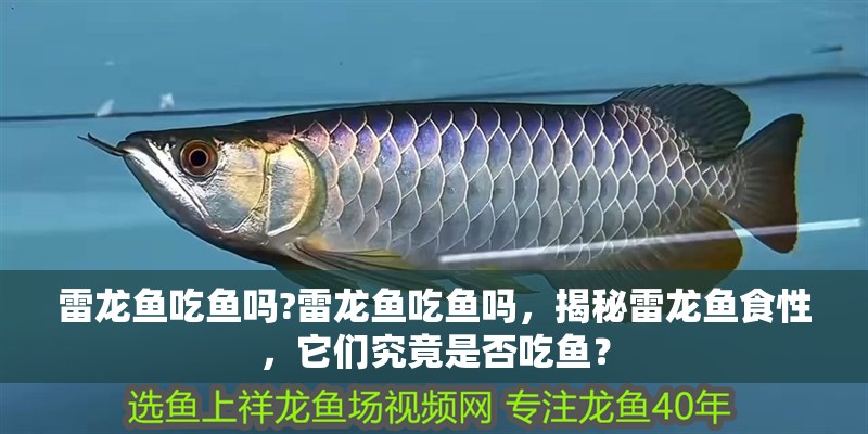 雷龍魚吃魚嗎?雷龍魚吃魚嗎，揭秘雷龍魚食性，它們究竟是否吃魚？ 雷龍魚吃魚嗎?雷龍魚吃魚嗎，揭秘雷龍魚食性，它們究竟是否吃魚？ 水族問答