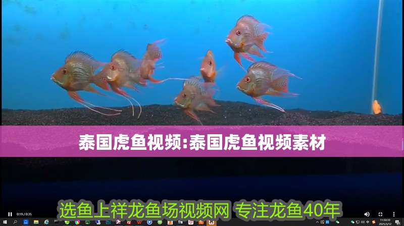 泰國(guó)虎魚視頻:泰國(guó)虎魚視頻素材