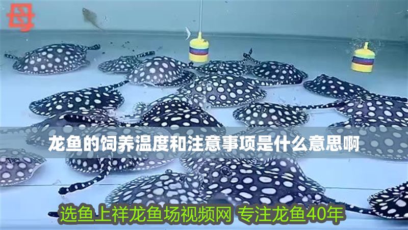 龍魚的飼養(yǎng)溫度和注意事項是什么意思啊