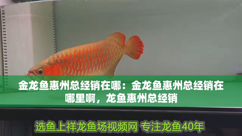 金龍魚惠州總經銷在哪:金龍魚惠州總經銷在哪里啊,龍魚惠州總經銷 水族問答 金龍魚惠州總經銷在哪:金龍魚惠州總經銷在哪里啊,龍魚惠州總經銷 金龍魚惠州總經銷在哪:金龍魚惠州總經銷在哪里啊,龍魚惠州總經銷 水族問答