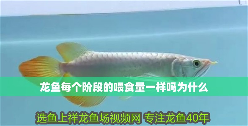龍魚每個階段的喂食量一樣嗎為什么
