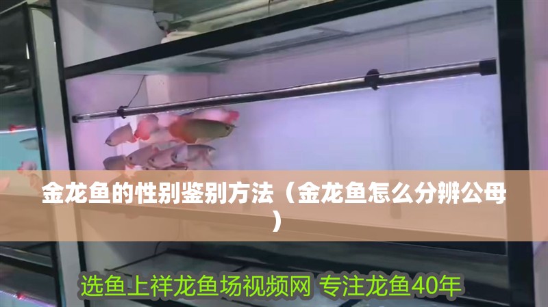金龍魚的性別鑒別方法（金龍魚怎么分辨公母）