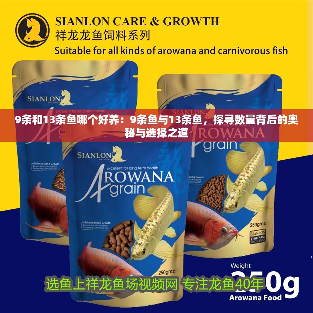 9條和13條魚哪個好養：9條魚與13條魚，探尋數量背后的奧秘與選擇之道