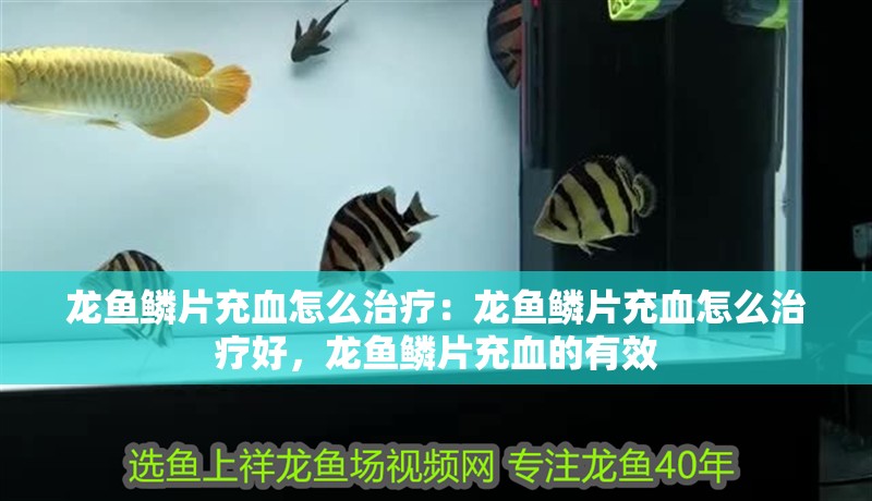 龍魚鱗片充血怎么治療：龍魚鱗片充血怎么治療好，龍魚鱗片充血的有效 龍魚鱗片充血怎么治療：龍魚鱗片充血怎么治療好，龍魚鱗片充血的有效 水族問答