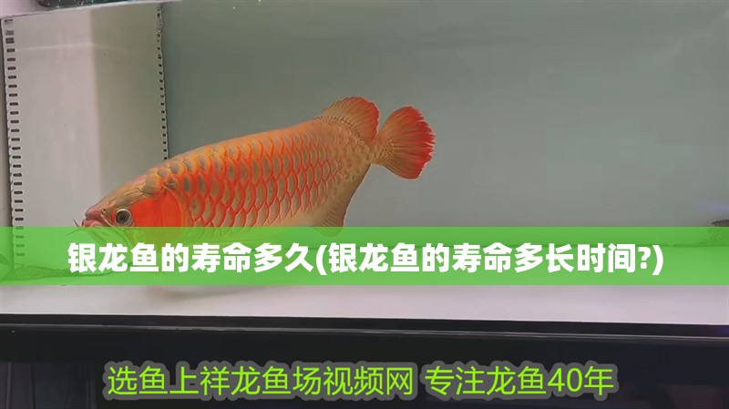銀龍魚的壽命多久(銀龍魚的壽命多長時間?)