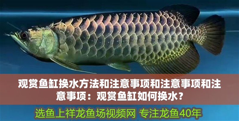 觀賞魚缸換水方法和注意事項和注意事項和注意事項：觀賞魚缸如何換水？