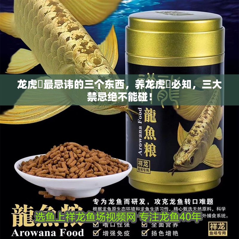 龍虎魟最忌諱的三個東西,養龍虎魟必知,三大禁忌絕不能碰! 龍魚百科 第1張 龍虎魟最忌諱的三個東西,養龍虎魟必知,三大禁忌絕不能碰! 龍虎魟最忌諱的三個東西,養龍虎魟必知,三大禁忌絕不能碰! 龍魚百科 第1張