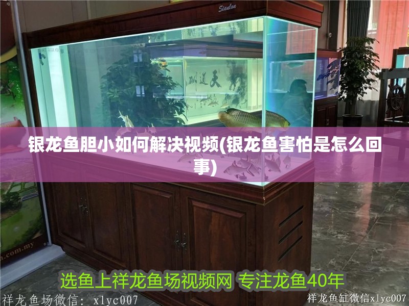 銀龍魚膽小如何解決視頻(銀龍魚害怕是怎么回事)