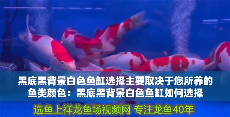 黑底黑背景白色魚缸選擇主要取決于您所養的魚類顏色：黑底黑背景白色魚缸如何選擇