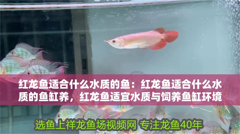 紅龍魚適合什么水質的魚：紅龍魚適合什么水質的魚缸養，紅龍魚適宜水質與飼養魚缸環境
