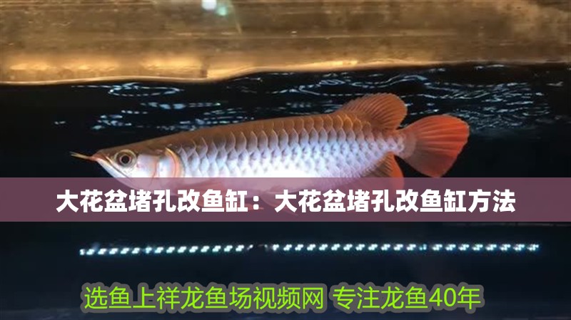 大花盆堵孔改魚缸：大花盆堵孔改魚缸方法