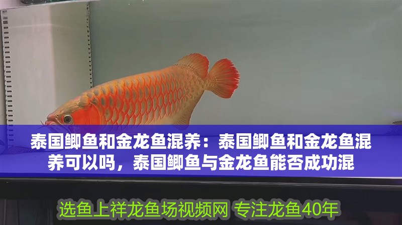 泰國鯽魚和金龍魚混養(yǎng)：泰國鯽魚和金龍魚混養(yǎng)可以嗎，泰國鯽魚與金龍魚能否成功混