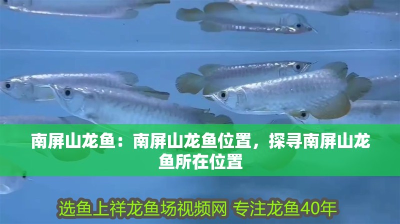南屏山龍魚：南屏山龍魚位置，探尋南屏山龍魚所在位置
