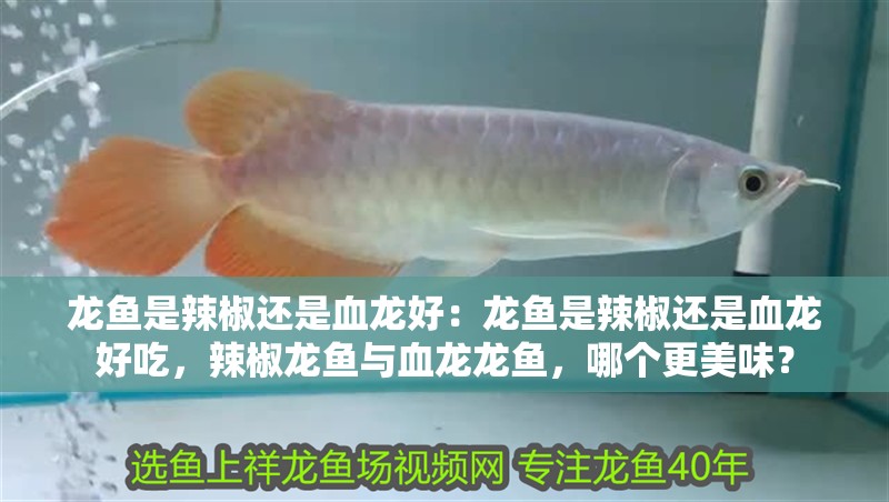 虎魚入缸前的免疫問題 虎魚百科 虎魚入缸前的免疫問題 虎魚入缸前的免疫問題 虎魚百科