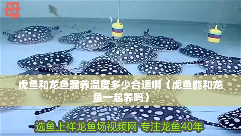 魚缸過濾器選購指南:自制魚缸過濾器魚缸上置過濾器對于養魚愛好者的必備知識 虎魚和龍魚混養溫度多少合適啊(虎魚能和龍魚一起養嗎) 虎魚百科 虎魚和龍魚混養溫度多少合適啊(虎魚能和龍魚一起養嗎) 虎魚和龍魚混養溫度多少合適啊(虎魚能和龍魚一起養嗎) 虎魚百科