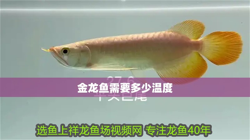 金龍魚需要多少溫度