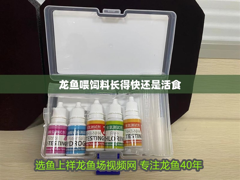 龍魚喂飼料長得快還是活食