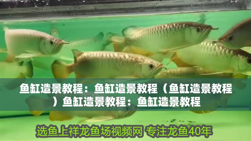 紅龍魚用黃燈烤有用嗎 魚缸造景教程:魚缸造景教程(魚缸造景教程)魚缸造景教程:魚缸造景教程 魚缸百科 魚缸造景教程:魚缸造景教程(魚缸造景教程)魚缸造景教程:魚缸造景教程 魚缸造景教程:魚缸造景教程(魚缸造景教程)魚缸造景教程:魚缸造景教程 魚缸百科