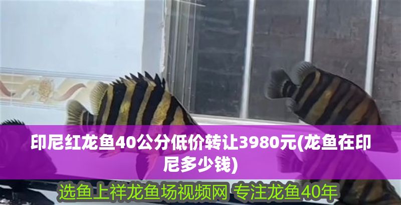 印尼紅龍魚40公分低價轉讓3980元(龍魚在印尼多少錢)