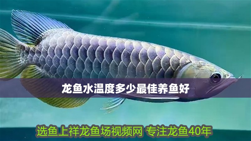 龍魚水溫度多少最佳養(yǎng)魚好