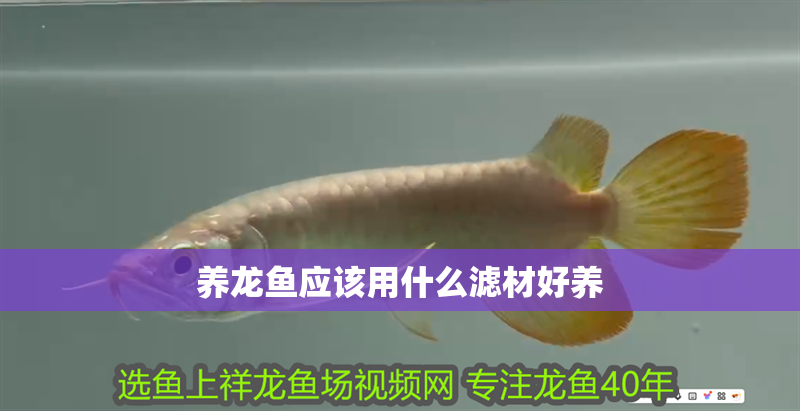 養龍魚應該用什么濾材好養