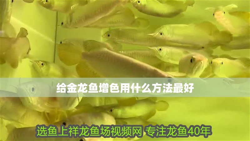 給金龍魚(yú)增色用什么方法最好 龍魚(yú)百科 給金龍魚(yú)增色用什么方法最好 給金龍魚(yú)增色用什么方法最好 龍魚(yú)百科